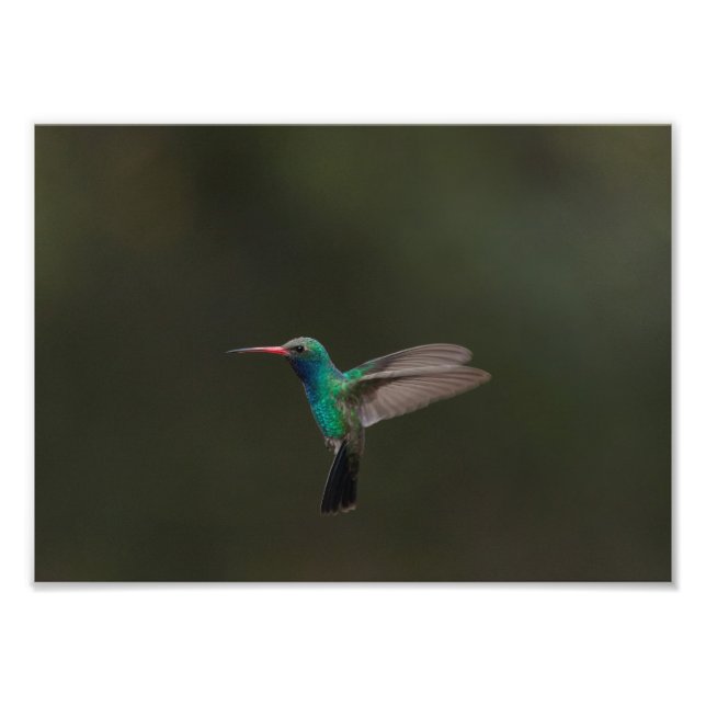Broad-billingfågel under flygning fototryck (Framsidan)