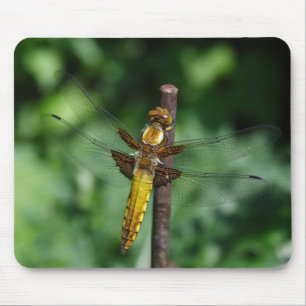 Broad-boded Chaser Musmatta