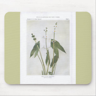 Broad-Leaved Arrowhad - Sagittaria latifolia Musmatta