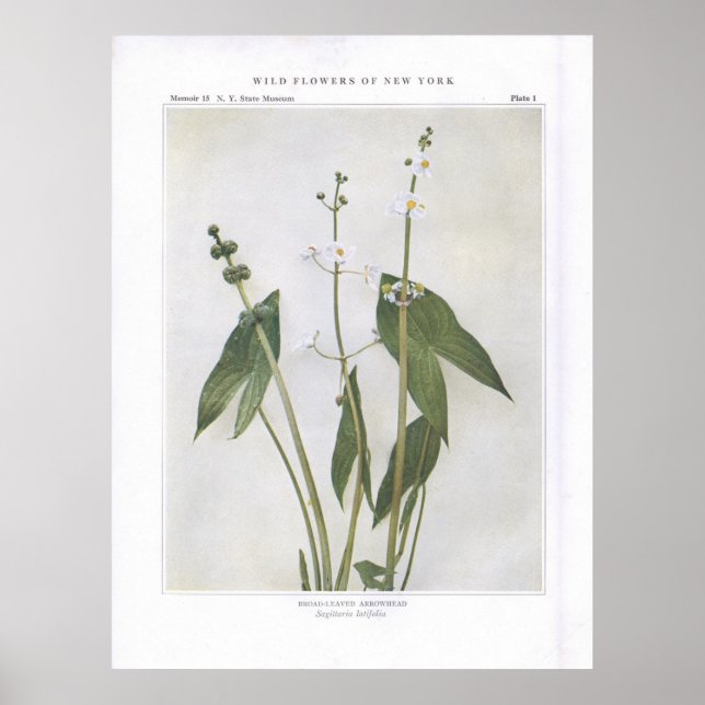 Broad-Leaved Arrowhad - Sagittaria latifolia Poster (Framsidan)