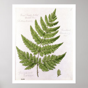 Broad Prickly-tandad Buckler Fern, målad på Bra Poster