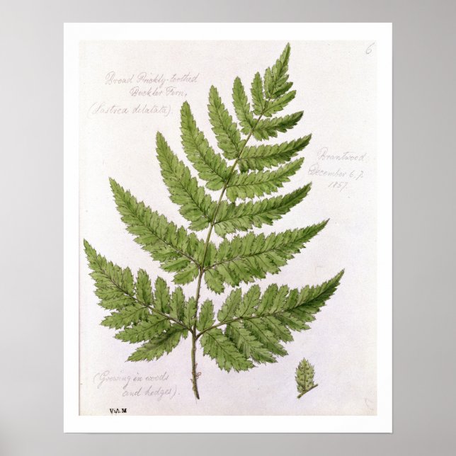Broad Prickly-tandad Buckler Fern, målad på Bra Poster (Framsidan)