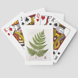Broad Prickly-tandad Buckler Fern, målad på Bra Spel Kort