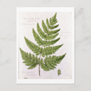 Broad Prickly-tandad Buckler Fern, målad på Bra Vykort