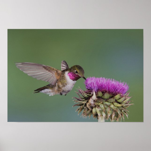 Broad-tailed Hummingbird, Selasphorus Poster (Framsidan)