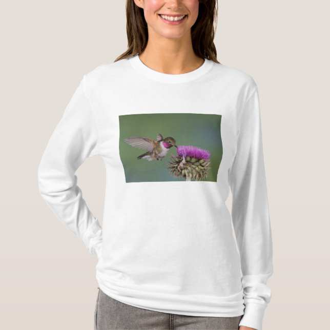 Broad-tailed Hummingbird, Selasphorus T-shirt (Framsida)