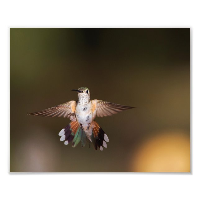 Broad-Tails Hummingbird som visar av Fototryck (Framsidan)