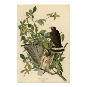 Broad-winged Hawk från Audubon's Birds of America Fototryck