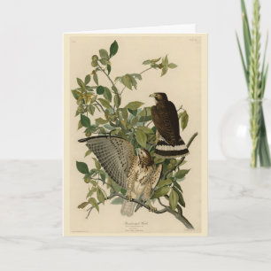 Broad-winged Hawk från Audubon's Birds of America Kort
