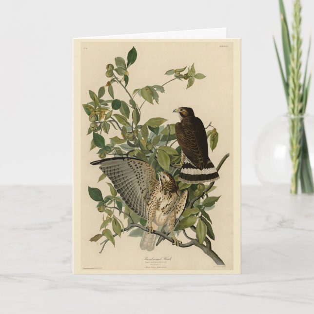 Broad-winged Hawk från Audubon's Birds of America Kort (Framsida)