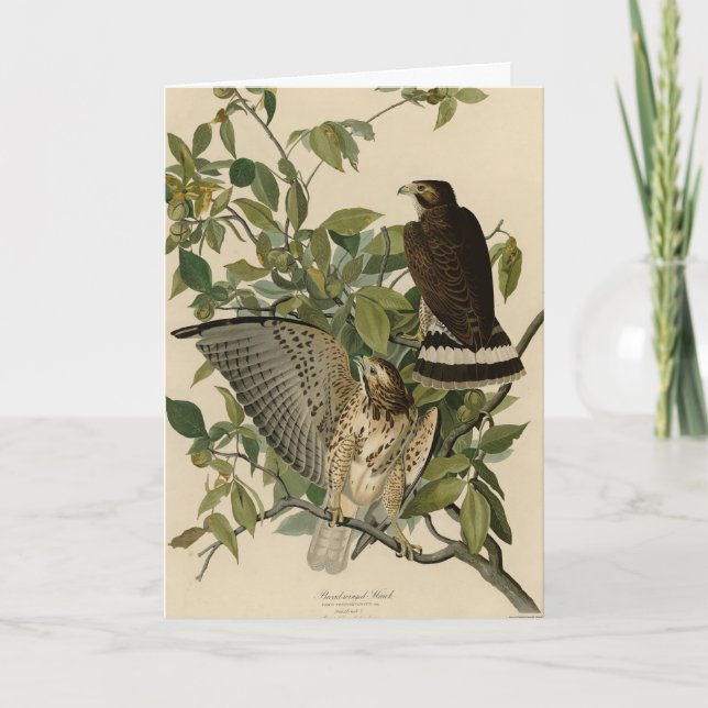 Broad-winged Hawk från Audubon's Birds of America Kort (Framsida)