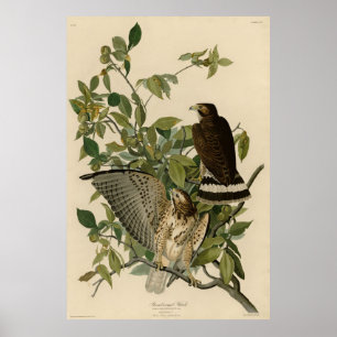 Broad-winged Hawk från Audubon's Birds of America Poster