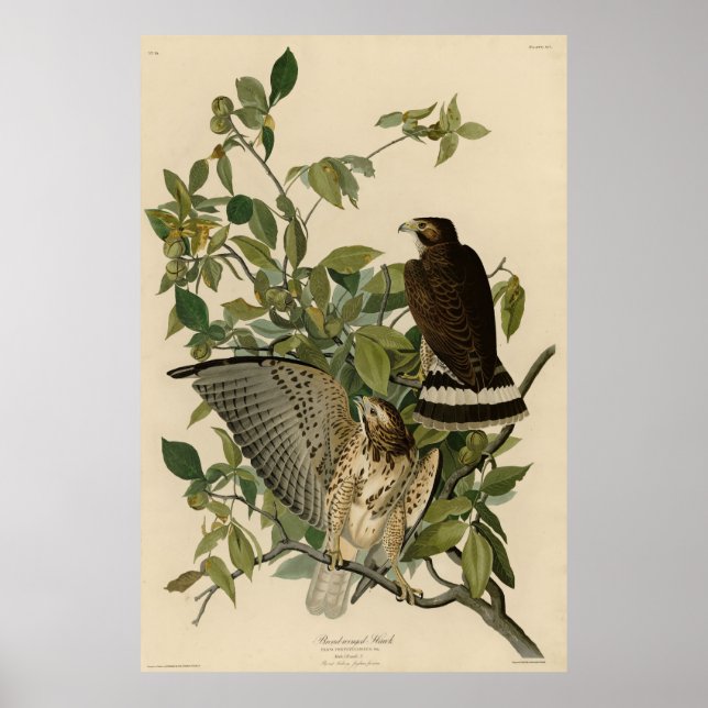 Broad-winged Hawk från Audubon's Birds of America Poster (Framsidan)