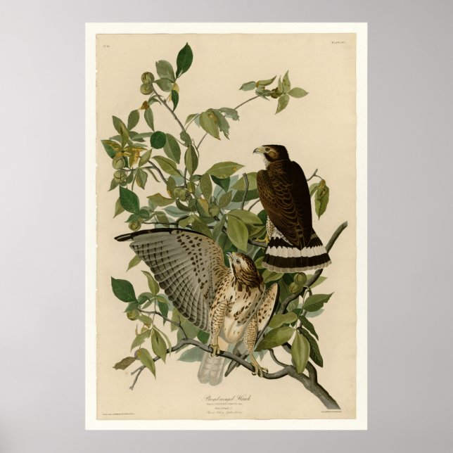 Broad-winged Hawk Poster (Framsidan)