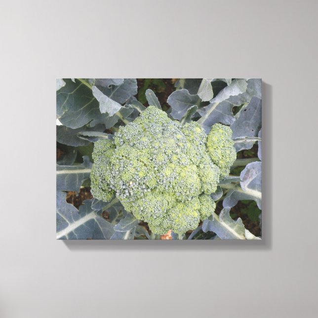 Broccoli Canvastryck (Framsida)