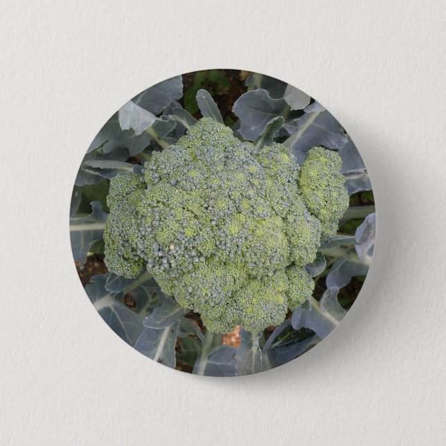Broccoli-knapp Knapp (Framsida)