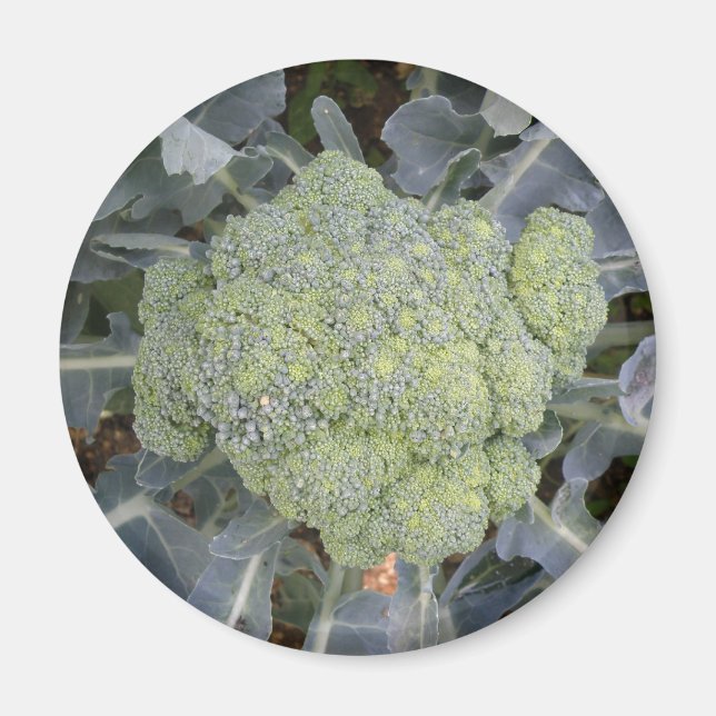 Broccoli Magnet (Framsidan)