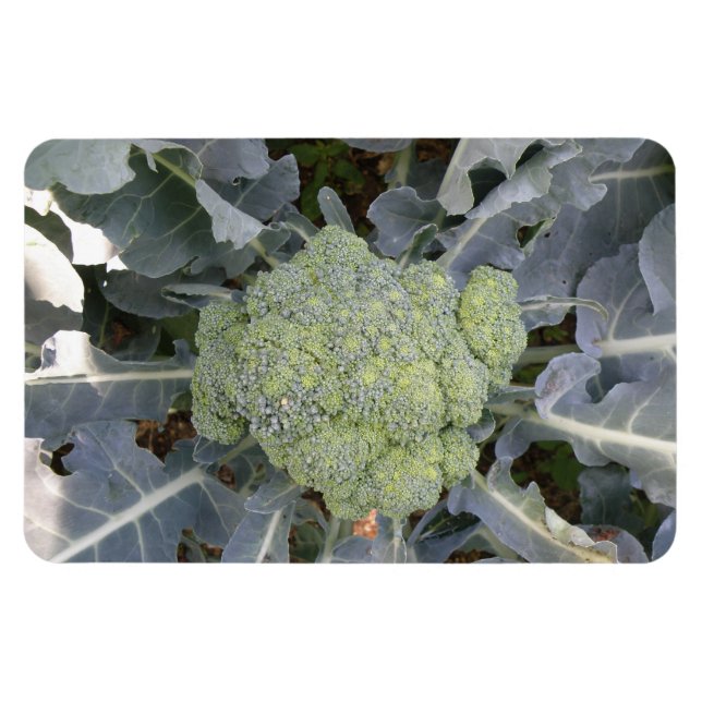 Broccoli Premium Magnet (Horisontell)