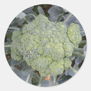 Broccoli Stickers Runt Klistermärke
