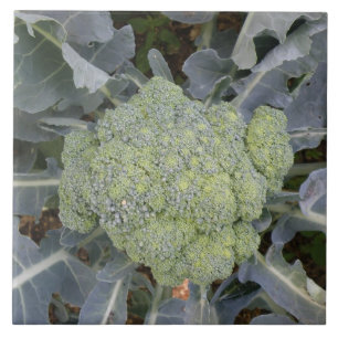 Broccoli Tile Kakelplatta