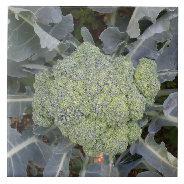 Broccoli Tile Kakelplatta (Framsidan)