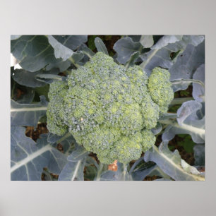 Broccoli-utskrift Poster