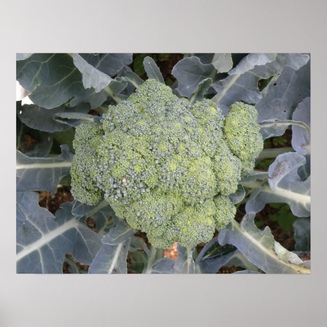 Broccoli-utskrift Poster (Framsidan)