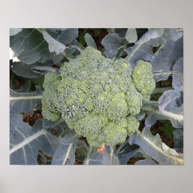 Broccoli-utskrift Poster (Framsidan)