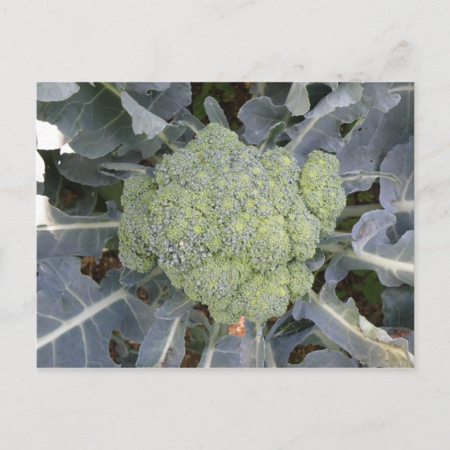 Broccoli vykort (Framsida)