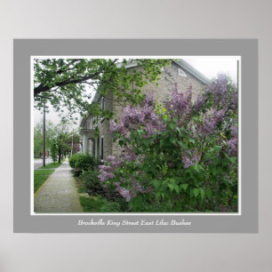 Brockville Kung Street Öster Lilac Bush Poster