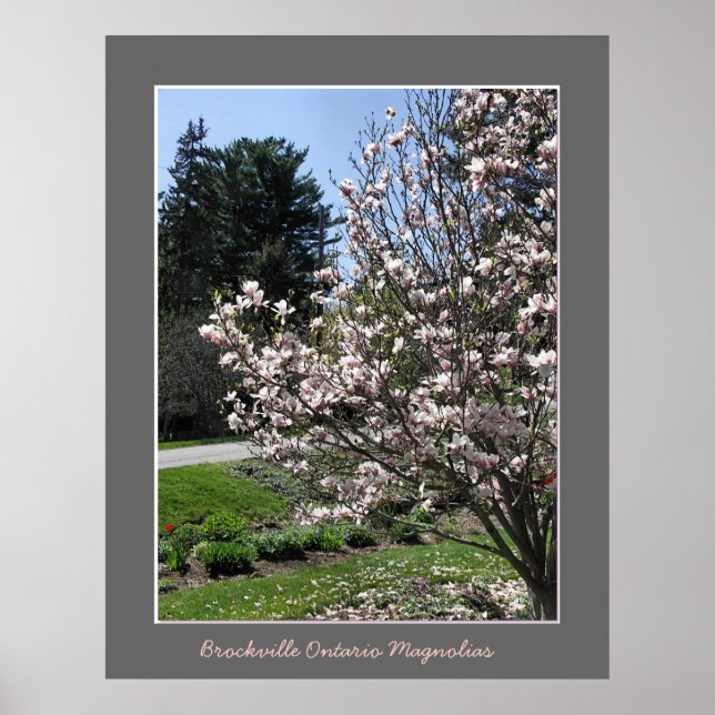 Brockville Ontario Magnolias Poster (Framsidan)