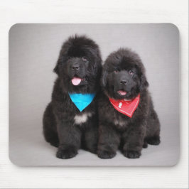 bröder av Nuwfie Musmatta