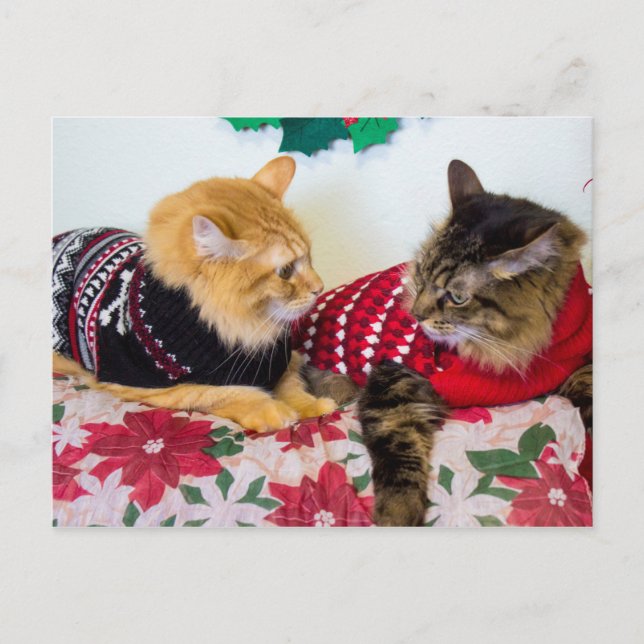 Bröder Vykort (Framsida)