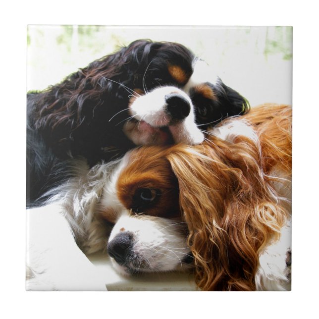 BroderCavaliers Kakelplatta (Framsidan)