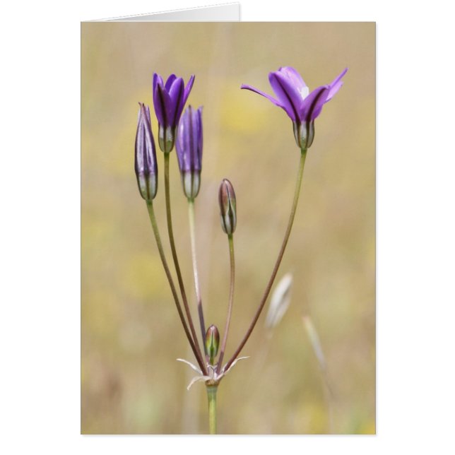 Brodiaea, tomt OBS kort (Framsidan)