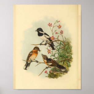 Brodie's Flycatcher Brown Bird Vintage Print Poster