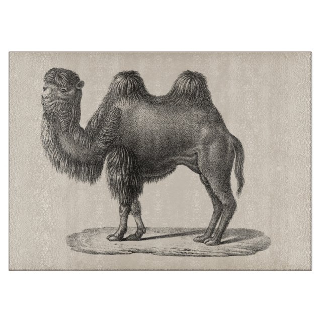 Brodtmann Camel Sketch (Framsidan)