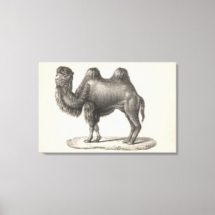 Brodtmann Camel Sketch Canvastryck