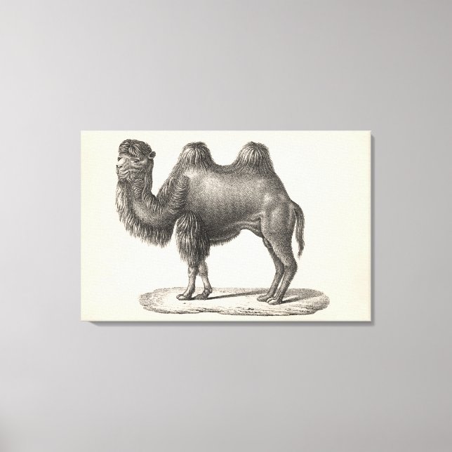 Brodtmann Camel Sketch Canvastryck (Framsida)