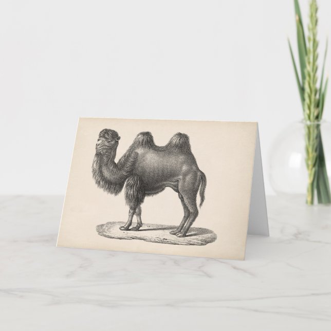 Brodtmann Camel Sketch Kort (Framsida)