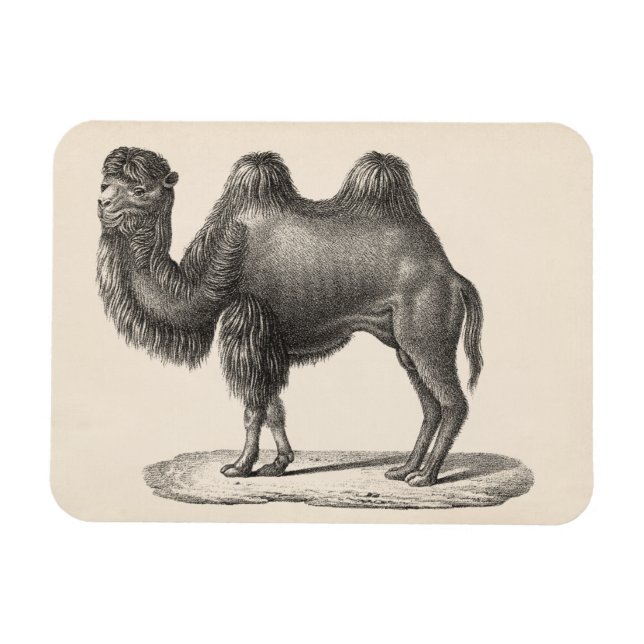 Brodtmann Camel Sketch Magnet (Horisontell)