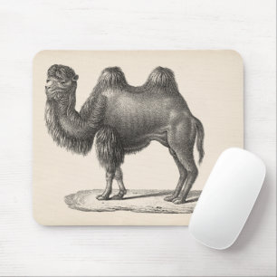 Brodtmann Camel Sketch Musmatta