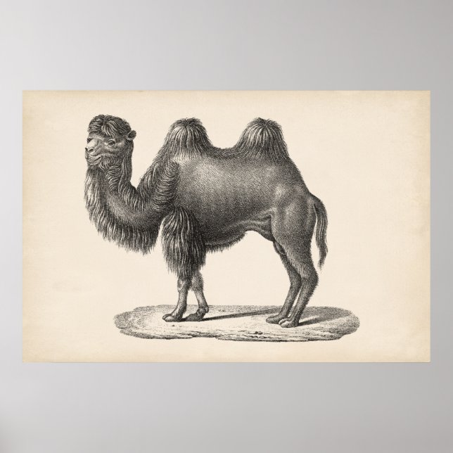 Brodtmann Camel Sketch Poster (Framsidan)