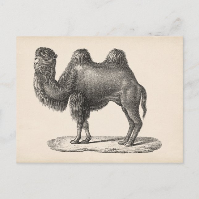 Brodtmann Camel Sketch Vykort (Framsida)