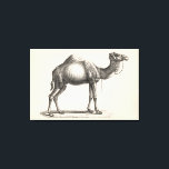 Brodtmann Dromedary Camel Sketch Canvastryck<br><div class="desc">Brodtmann Dromedary av Brodtmann. Den här bilden är en skiss av en kamel i varierande skuggor och toner av grått. | 135863Z</div>