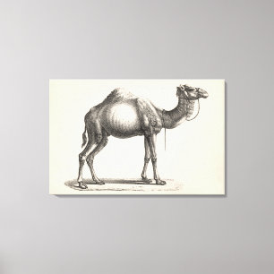 Brodtmann Dromedary Camel Sketch Canvastryck