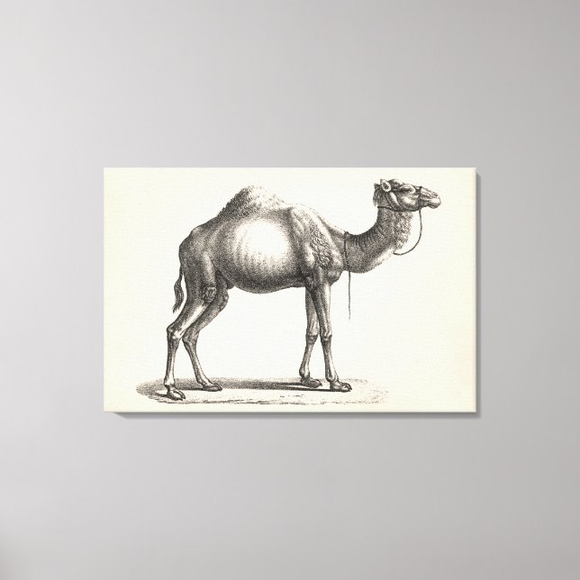 Brodtmann Dromedary Camel Sketch Canvastryck (Framsida)