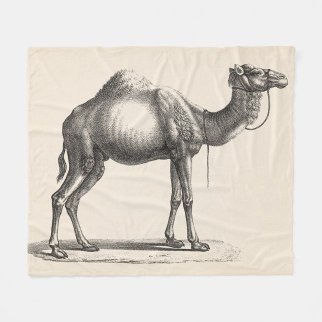 Brodtmann Dromedary Camel Sketch Fleecefilt (Framsidan (Horisontell))