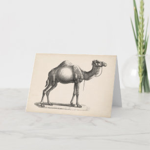Brodtmann Dromedary Camel Sketch Kort