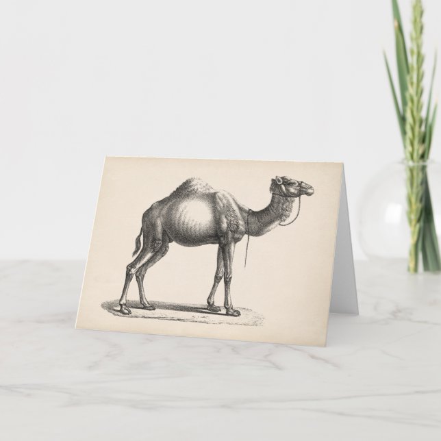 Brodtmann Dromedary Camel Sketch Kort (Framsida)
